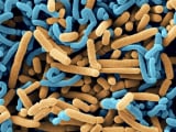 Lactobacillus Acidophilus
